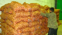 KazAgroCargy JSC finances the construction of a vegetable storage facility in the Pavlodar region