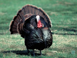 An enterprise from South Kazakhstan Region will establish sales of turkey meat of its own production in Astana