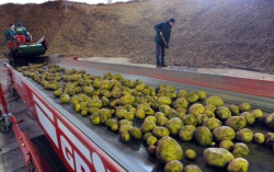 In the current and 2012, 10 vegetable storages will be introduced in Kazakhstan